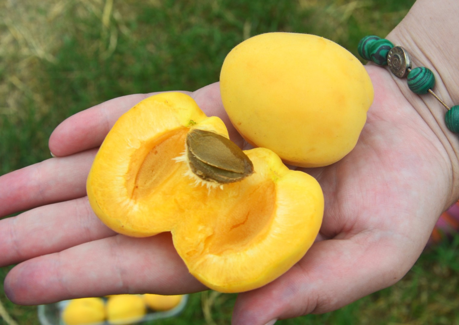 📦 2. Висока врожайність