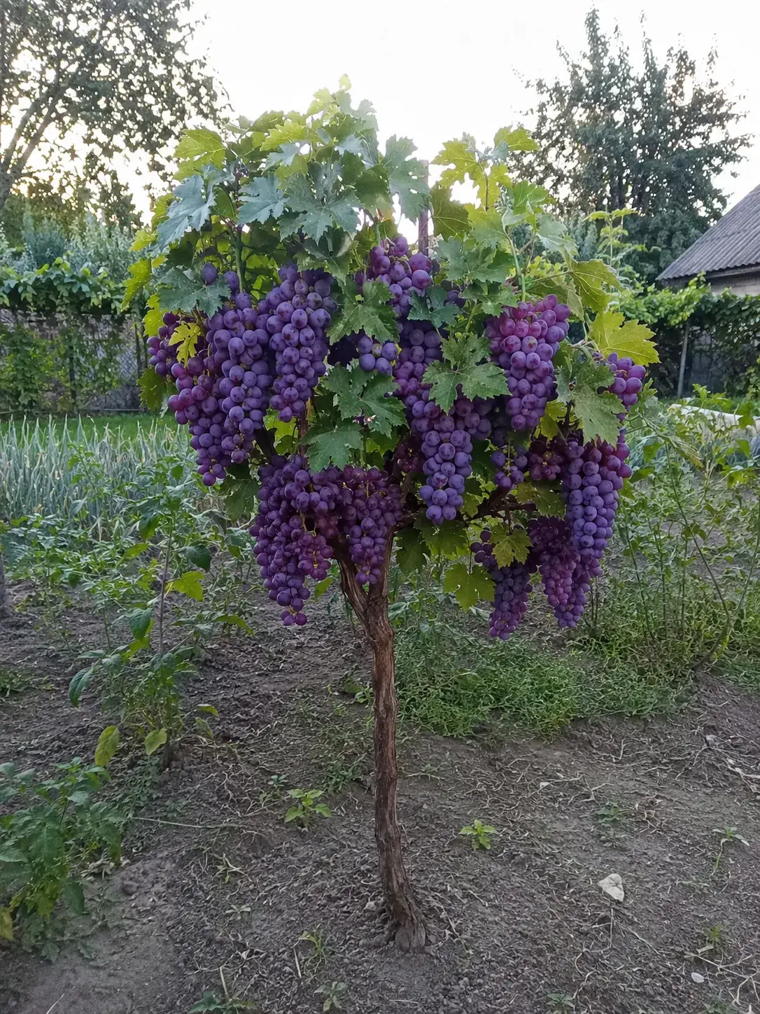 Микула Аметист
