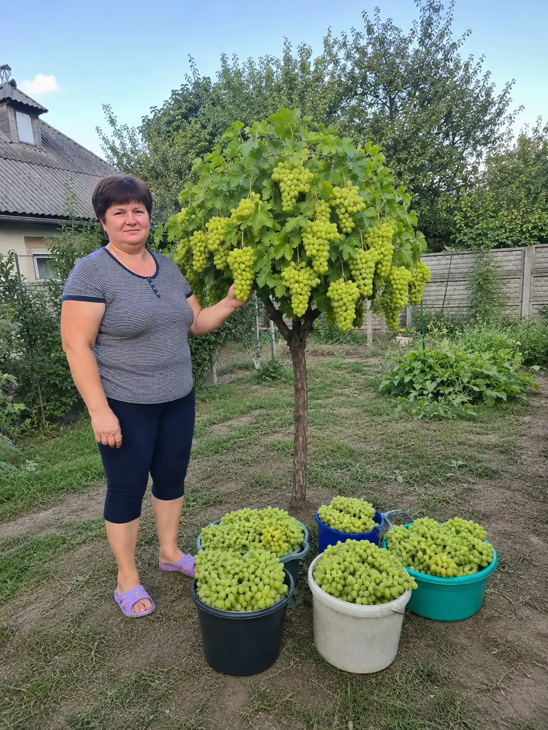 Деревце клієнта Полтава
