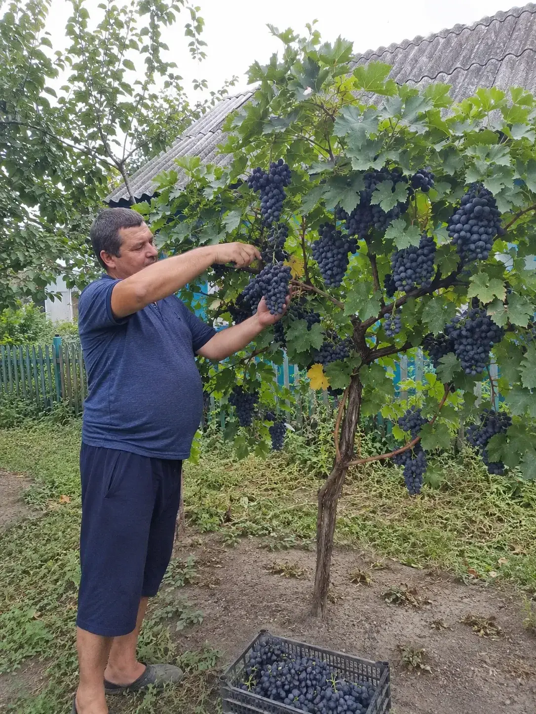 Деревце клієнта Вінниця
